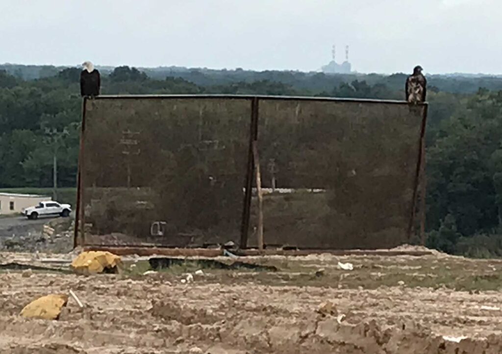 Eagles at the Landfill