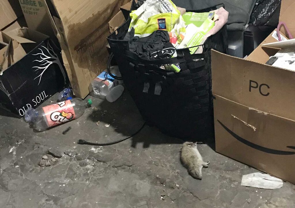 Dead rat surrounded by junk