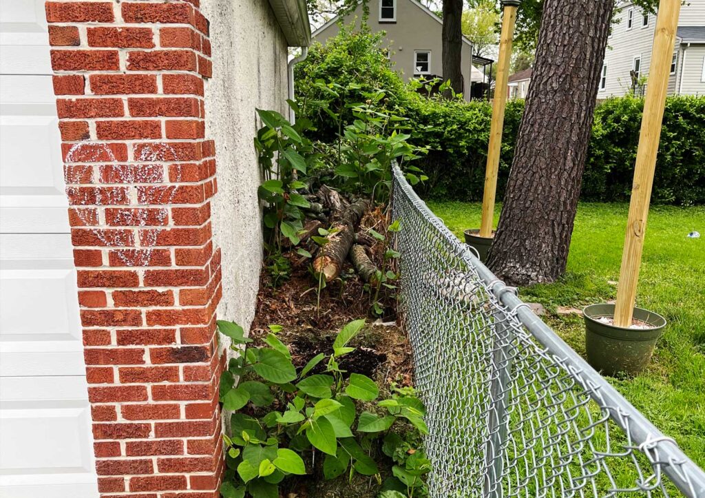 Yard with logs and weeds