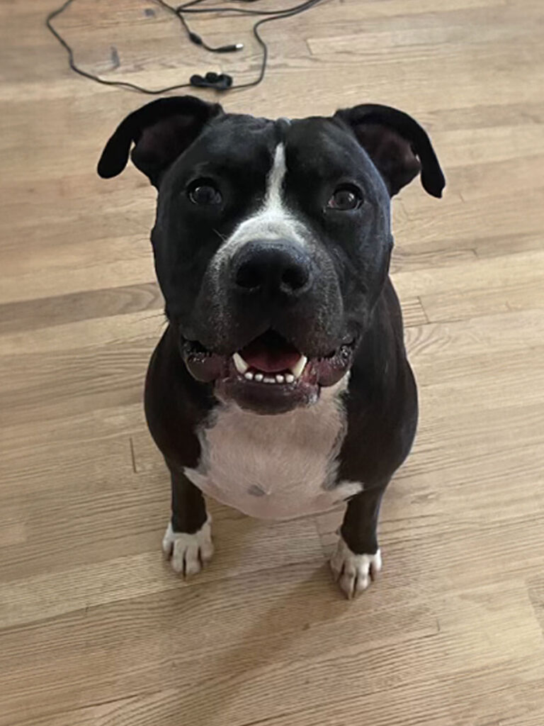 Black and white dog sitting on a wooden floor