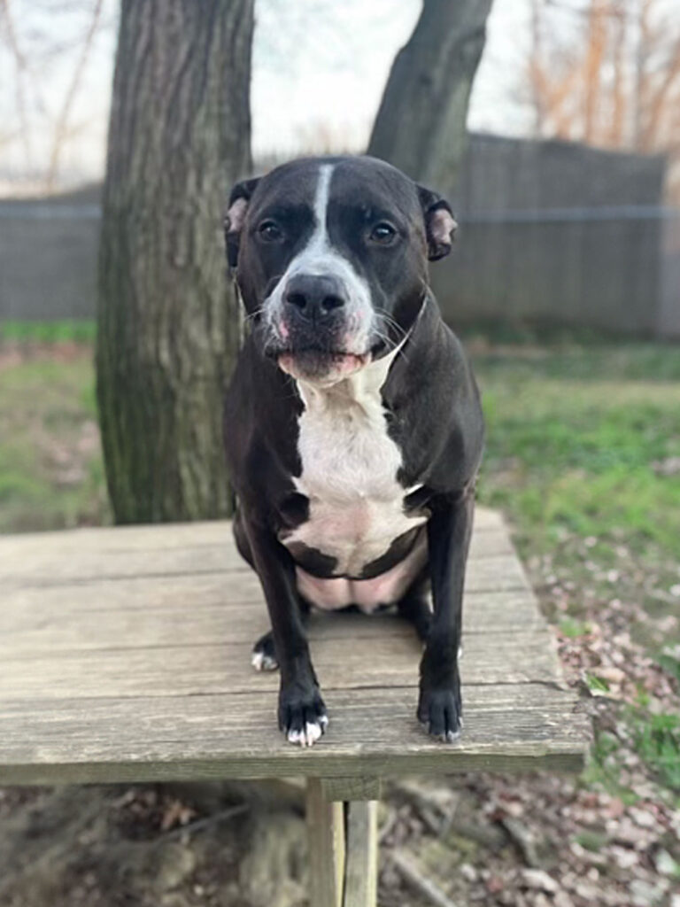 Black and white dog sitting on a picnic table